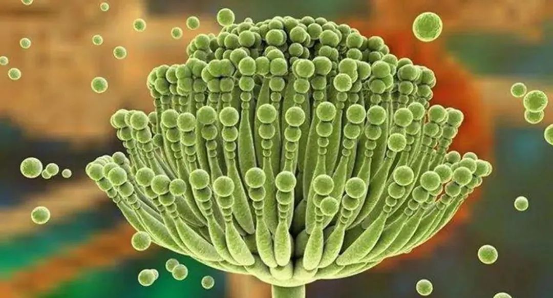 1763950440189471.jpg 1763950440189471.jpg