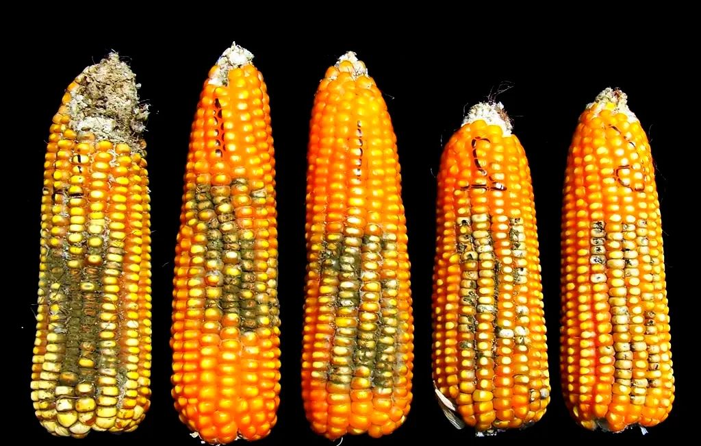 1763950634276898.jpg 1763950634276898.jpg